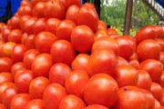 कांद्यापाठोपाठ टोमॅटोचे बाजारभावही घसरले