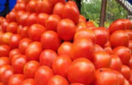 कांद्यापाठोपाठ टोमॅटोचे बाजारभावही घसरले