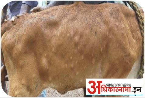 अकोला | जनावरांतील लम्पी त्वचा रोग आणि प्रतिबंधात्मक उपाययोजना