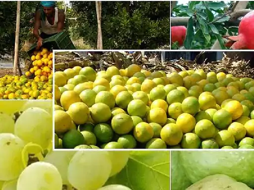 फळपिक विमा योजनेमध्ये‎ शेतकऱ्यांनी सहभागी व्हावे‎; अधिकाऱ्यांचे आवाहन