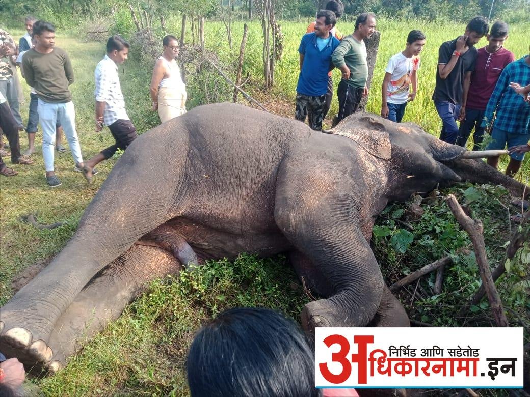 शेतात विद्युत करंट लावल्याने हत्ती चा झाला मृत्यू! आरोपी अटकेत