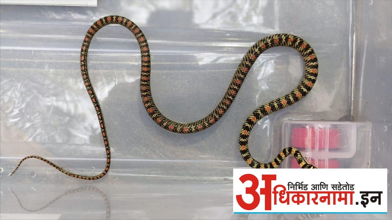 डहाणू तालुक्यात दुर्मिळ उडता सोनसर्प आढळला