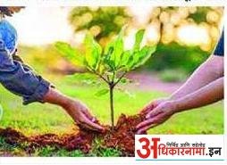 वृक्ष संगोपनात गैरप्रकार दोन महिन्यापासून चौकशी रखडली ; मळसूर  येथील प्रकार