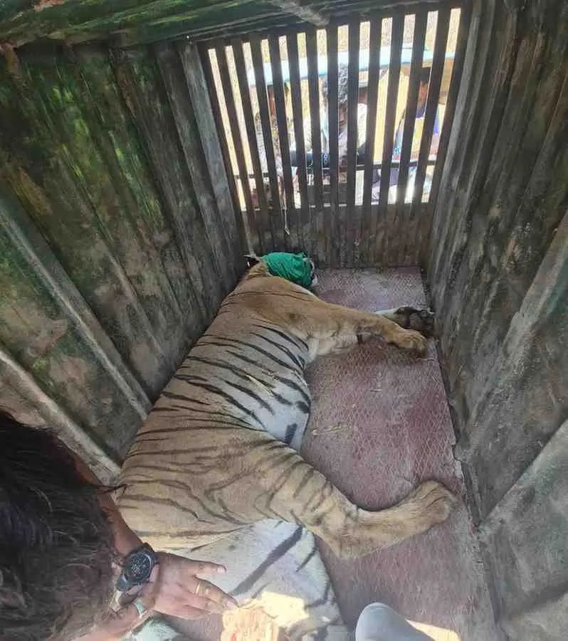 तो नरभक्षक वाघ अखेर जेरबंद,माजी आमदार प्रा. अतुलभाऊ देशकर यांच्या प्रयत्नांना यश