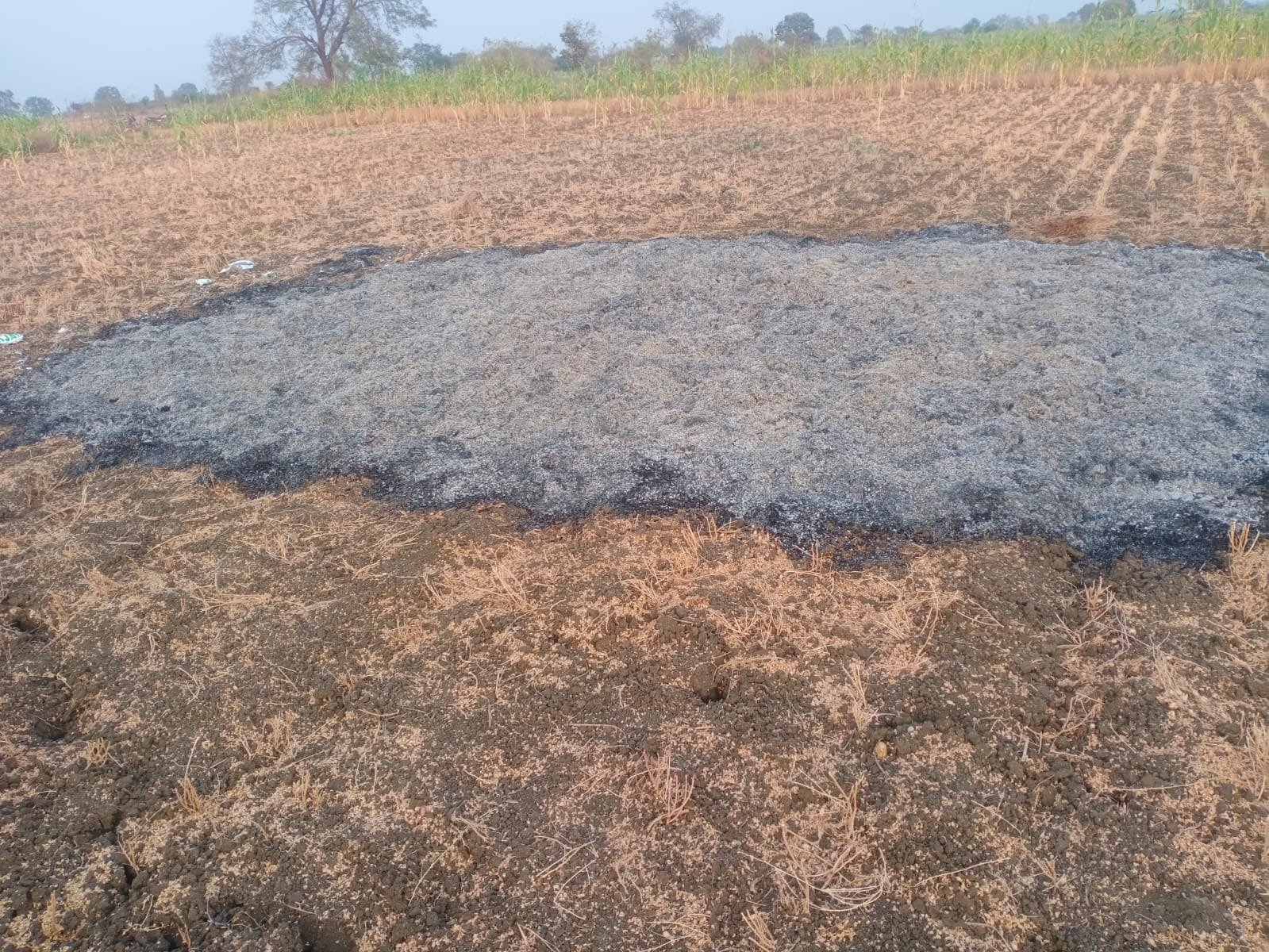 शेतकऱ्यांचा दोन एकर मधील हरभरा जळून खाक….